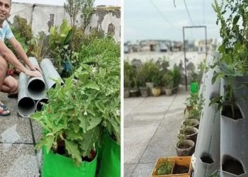 The farmer who grows vegetables in old overseas pipes.