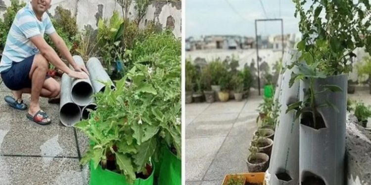 The farmer who grows vegetables in old overseas pipes.