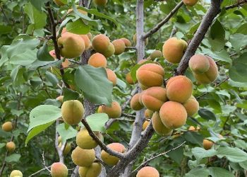 A new frost-resistant apricot variety was bred in the Urals