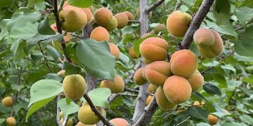 A new frost-resistant apricot variety was bred in the Urals