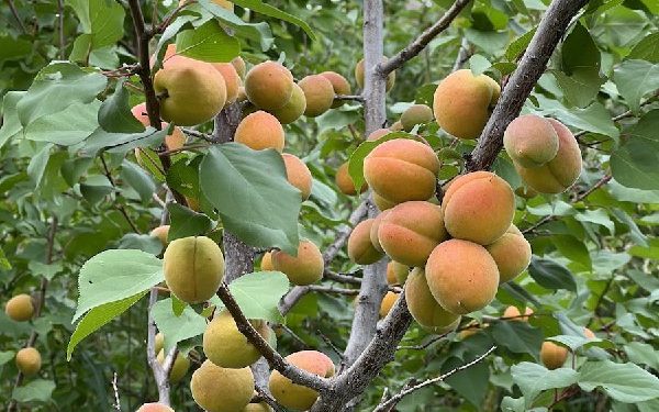 A new frost-resistant apricot variety was bred in the Urals