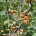 A new frost-resistant apricot variety was bred in the Urals