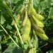 The increase in soybean yield from the use of drip irrigation has been determined