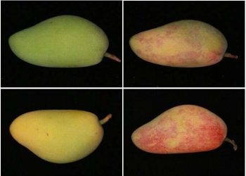 Blue light might be bad for humans—but good for mangoes