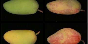 Blue light might be bad for humans—but good for mangoes