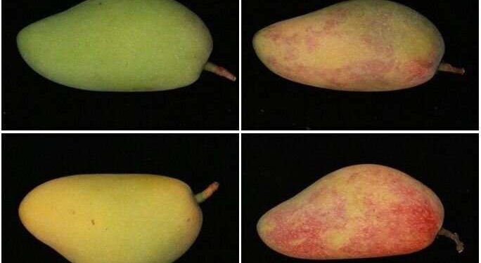 Blue light might be bad for humans—but good for mangoes