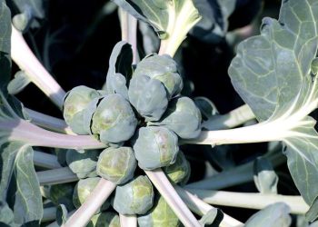 Scientists reveal why Brussels sprouts taste better as you get older