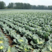 Vegetable growers of the region next year will build more vegetable stores and increase sown areas