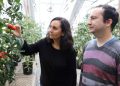 Carmen Catalá and Philippe Nicolas examine tomatoes in a BTI greenhouse. Credit: Boyce Thompson Institute