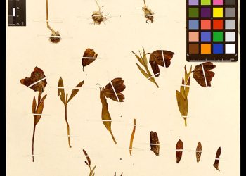 Sample mounting process. The collection of the Herbarium is replenished annually by about 20,000 specimens. All collected material must be carefully prepared and mounted. Source: Herbarium of Moscow State University