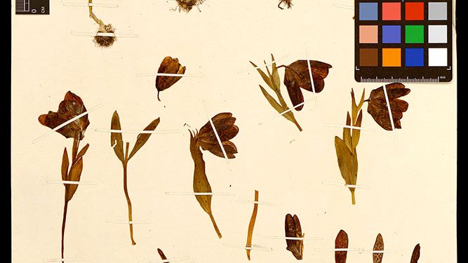Sample mounting process. The collection of the Herbarium is replenished annually by about 20,000 specimens. All collected material must be carefully prepared and mounted. Source: Herbarium of Moscow State University