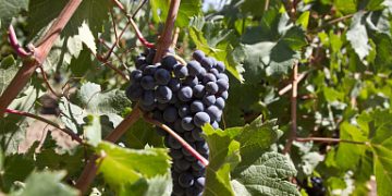 Measures of state support for the agro-industrial complex with an emphasis on viticulture were discussed in the Stavropol Territory
