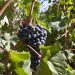 Measures of state support for the agro-industrial complex with an emphasis on viticulture were discussed in the Stavropol Territory