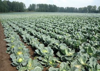 Vegetable growers of the Novosibirsk region plan to build vegetable stores and increase the sown area