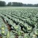 Vegetable growers of the Novosibirsk region plan to build vegetable stores and increase the sown area