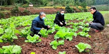 Liang Ping: Actively carry out agricultural technology services to ensure a good harvest of vegetables in autumn and winter