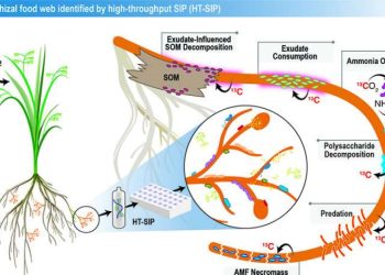 The researchers used the new high-throughput stable isotope probing (HT-SIP) pipeline and metagenomics to get the first look at the active microbiome surrounding a beneficial plant symbiont, arbuscular mycorrhizal fungi (AMF). Credit: Lawrence Livermore National Laboratory