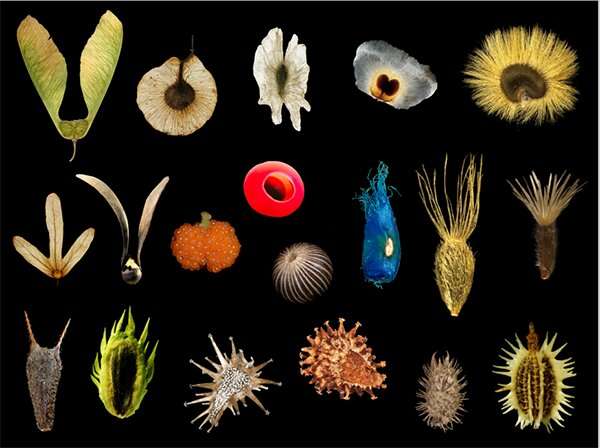 Diversity of seed form and function. Credit: KIB
