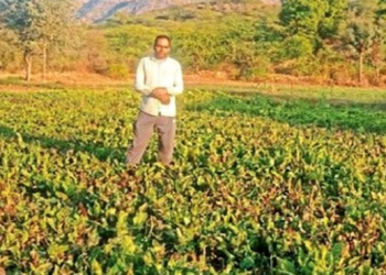 Sugar beet cultivation in the hilly area is also making big profits