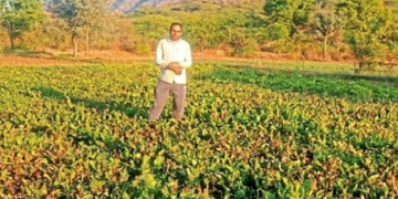 Sugar beet cultivation in the hilly area is also making big profits