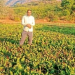 Sugar beet cultivation in the hilly area is also making big profits