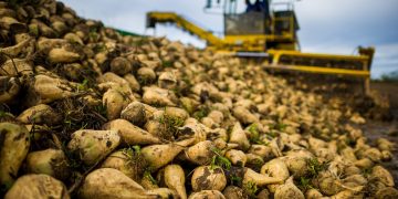 More than 280 thousand tons of sugar beet were handed over for processing by Kazakhstanis