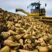 More than 280 thousand tons of sugar beet were handed over for processing by Kazakhstanis