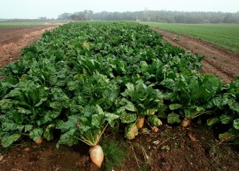 France drops plans to allow harmful sugar beet pesticide after EU court ruling