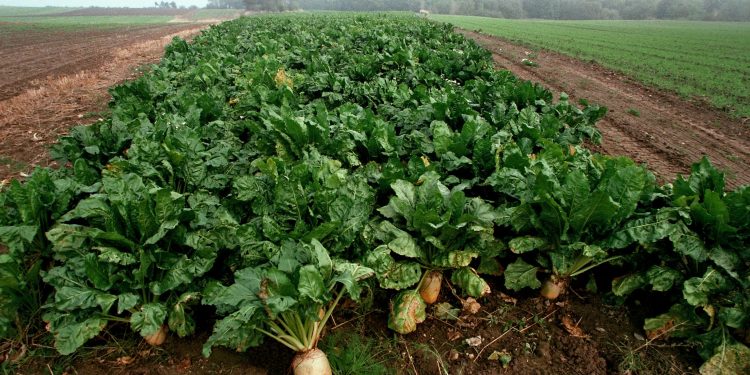France drops plans to allow harmful sugar beet pesticide after EU court ruling