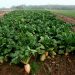 France drops plans to allow harmful sugar beet pesticide after EU court ruling