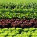 Organic farming achieves a better balance over the years