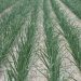 WUR: growing onions is possible without Vydate
