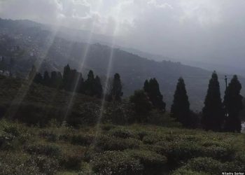 How climate change, cheaper tea imperil Darjeeling tea industry