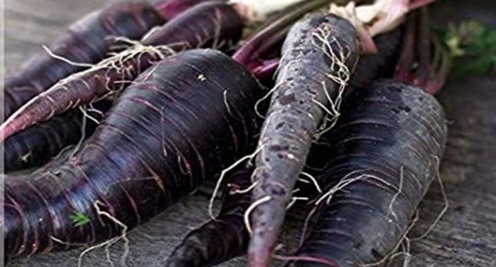 Black Carrot benefits: black carrot is a cure for many diseases in winter, get these 5 wonderful benefits