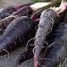 Black Carrot benefits: black carrot is a cure for many diseases in winter, get these 5 wonderful benefits