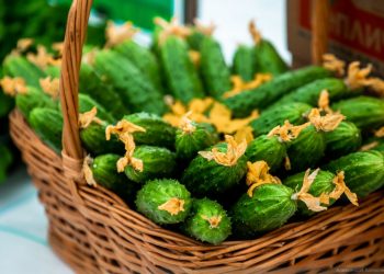 In January, Tambov region stores will receive a new crop of Tambov vegetables