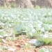 Major Issues Confronting Cabbage Farmers