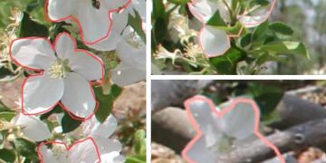 કિંગ ફ્લાવર્સને શોધવા માટે મશીન વિઝન સિસ્ટમને તાલીમ આપવી એ પડકારજનક હતું કારણ કે તેઓ ક્લસ્ટર્સમાં બાજુના ફૂલો જેવા જ કદ, રંગ અને આકાર ધરાવે છે, અને રાજા ફૂલો સામાન્ય રીતે તેમના કેન્દ્રિય સ્થાનને કારણે આસપાસના ફૂલો દ્વારા અસ્પષ્ટ હોય છે. કાચી છબીઓને બે પૂર્વ-નિર્ધારિત વર્ગોમાં લેબલ કરવામાં આવી હતી: વ્યક્તિગત ફૂલો અને બંધ ફૂલો. ક્રેડિટ: પેન સ્ટેટ. ક્રિએટિવ કોમન્સ