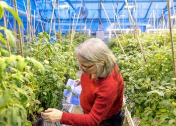 Martha Mutschler-Chu, professor emeritus in the School of Integrative Plant Science, Plant Breeding and Genetics Section, checks tomato plants in Guterman Greenhouse. Credit: Jason Koski/Cornell University