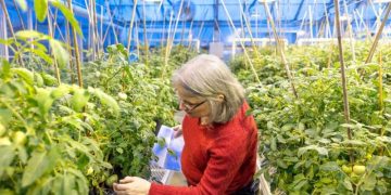מרתה מוטשלר-צ'ו, פרופסור אמריטוס בבית הספר למדעי צמחים אינטגרטיביים, גידול צמחים וגנטיקה, בודקת צמחי עגבניות בחממה גוטרמן. קרדיט: ג'ייסון קוסקי/אוניברסיטת קורנל