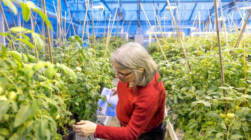 Martha Mutschler-Chu၊ ပေါင်းစည်းထားသော အပင်သိပ္ပံကျောင်းမှ ဂုဏ်ထူးဆောင် ပါမောက္ခ Martha Mutschler-Chu သည် Guterman Greenhouse ရှိ ခရမ်းချဉ်သီးပင်များကို စစ်ဆေးသည်။ ခရက်ဒစ်: Jason Koski / Cornell တက္ကသိုလ်