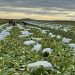 In the Derbent region of Dagestan, the winter harvest of Chinese cabbage is harvested
