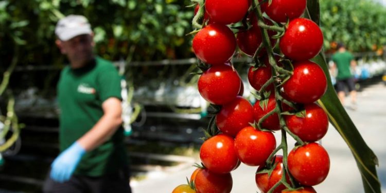 Greenhouse for harvesting ontvangt keurmerk Certified as Climate Neutral
