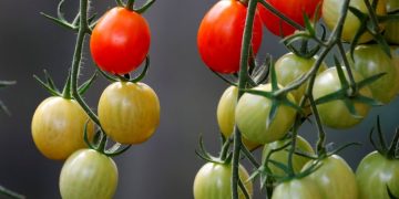 2.7 million euros for organic food in North Holland