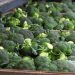 Broccoli is easy to harvest with robots