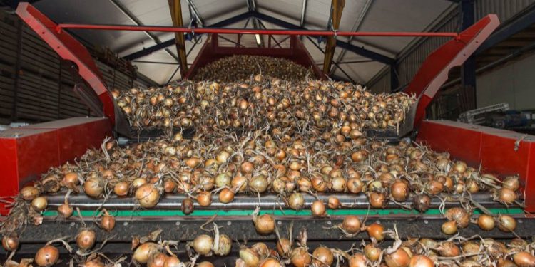 Heightened European interest in the Dutch onion