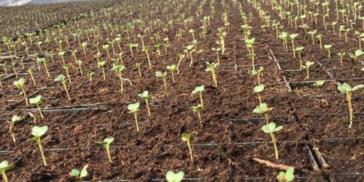 Sakhalin agrarians plan to sow about 2000 hectares of potatoes and 600 hectares of open ground vegetables