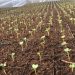 Sakhalin agrarians plan to sow about 2000 hectares of potatoes and 600 hectares of open ground vegetables