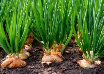 How to Fertilize Onions for a Healthy Crop: Tips and Techniques