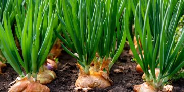 How to Fertilize Onions for a Healthy Crop: Tips and Techniques